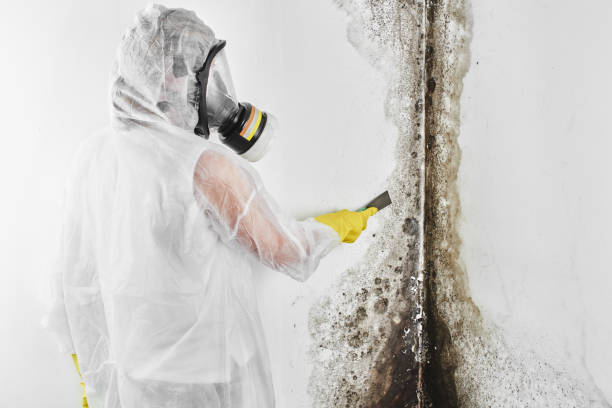 Home Mold Removal in Highwood, IL
